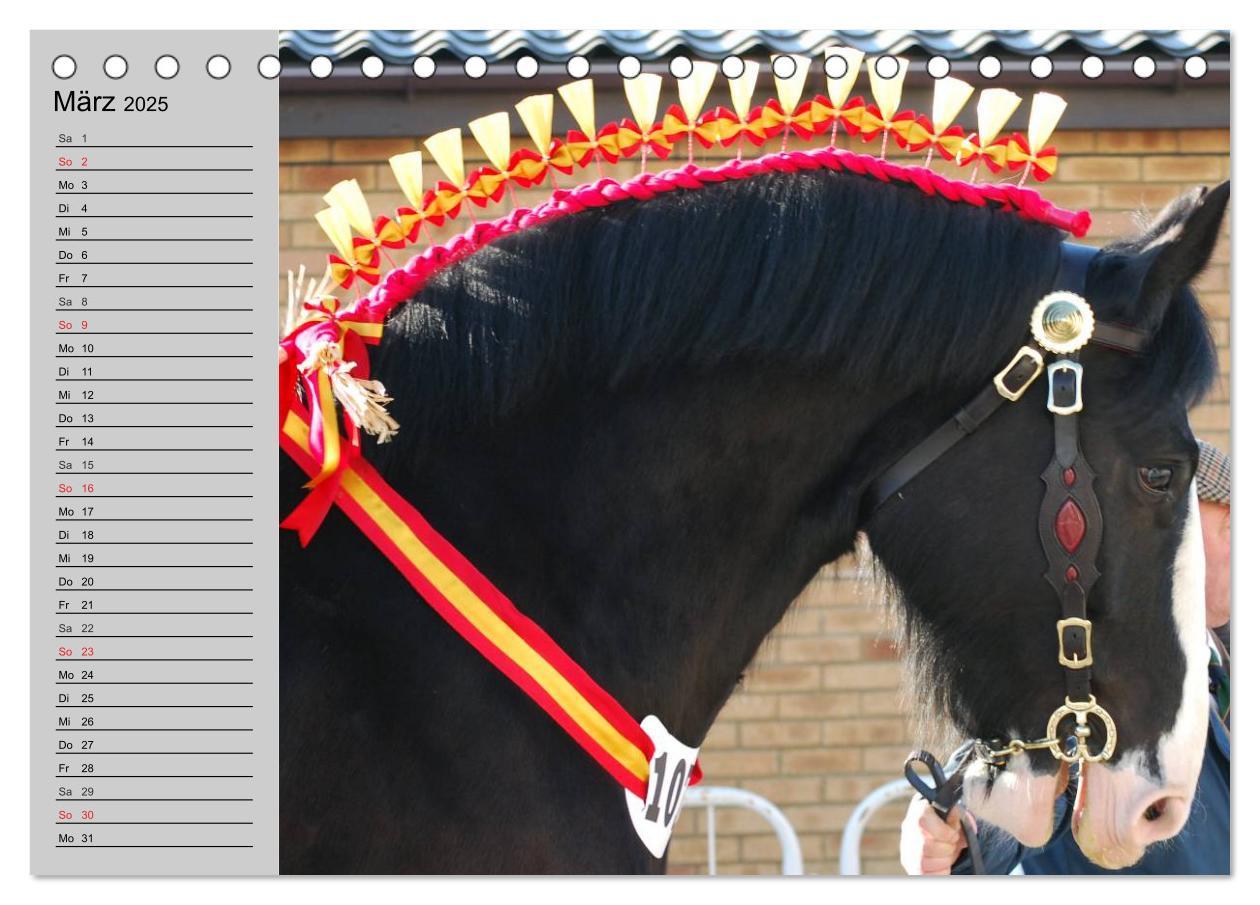 Bild: 9783435534067 | Das Shire Horse. Impressionen (Tischkalender 2025 DIN A5 quer),...