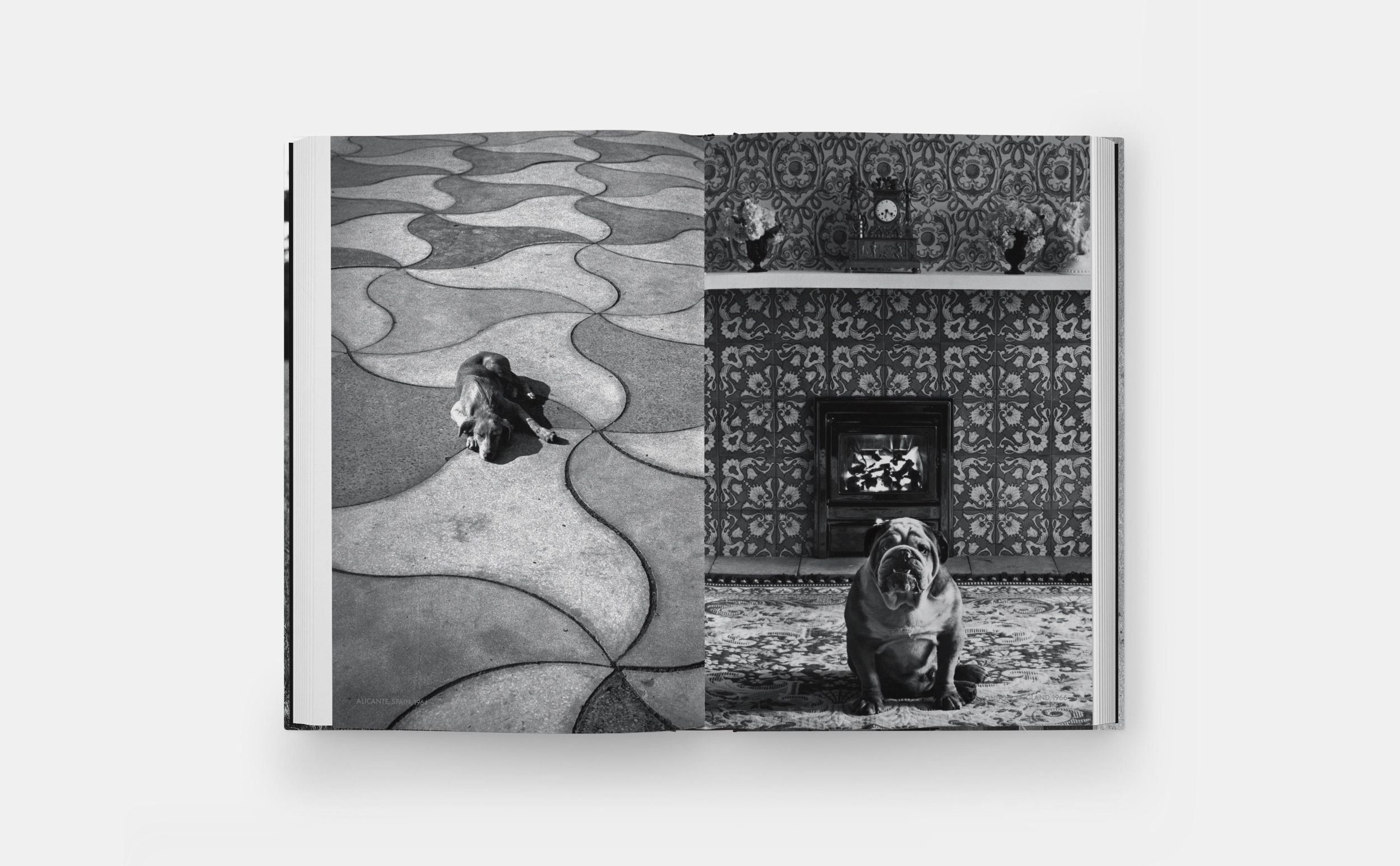 Bild: 9781838669256 | DogDogs | Elliott Erwitt | Buch | Phaidon Press | 512 S. | Englisch