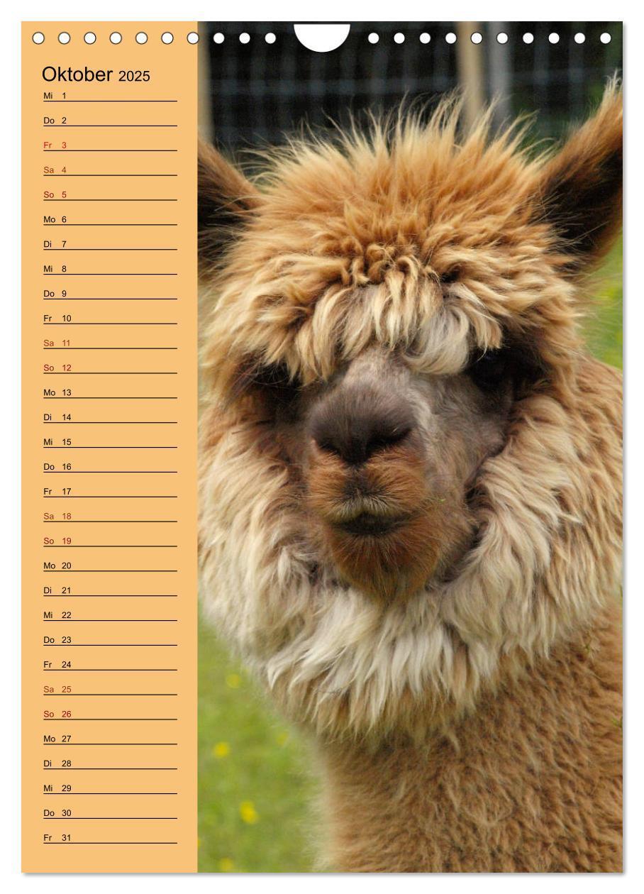 Bild: 9783435990849 | Alpakas zum Knuddeln gerne (Wandkalender 2025 DIN A4 hoch),...