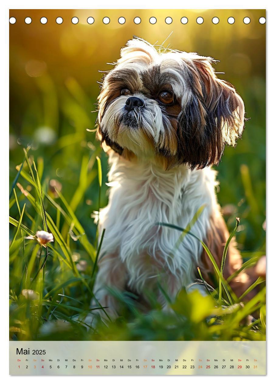 Bild: 9783383765599 | Shih Tzu - immer im Mittelpunkt (Tischkalender 2025 DIN A5 hoch),...