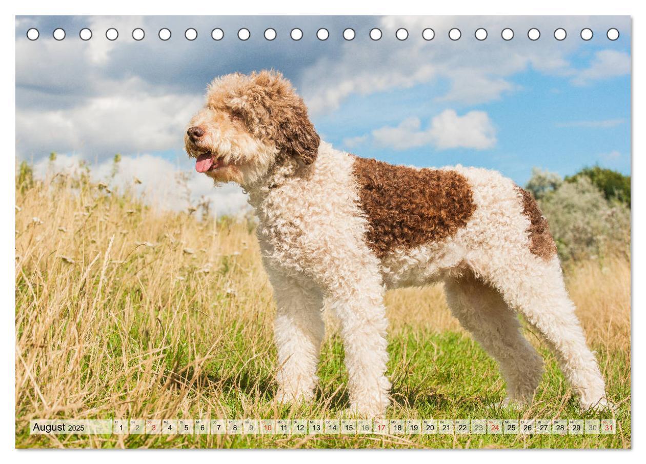 Bild: 9783435311484 | Lagotto Romagnolo - Ein Hund zum Verlieben (Tischkalender 2025 DIN...