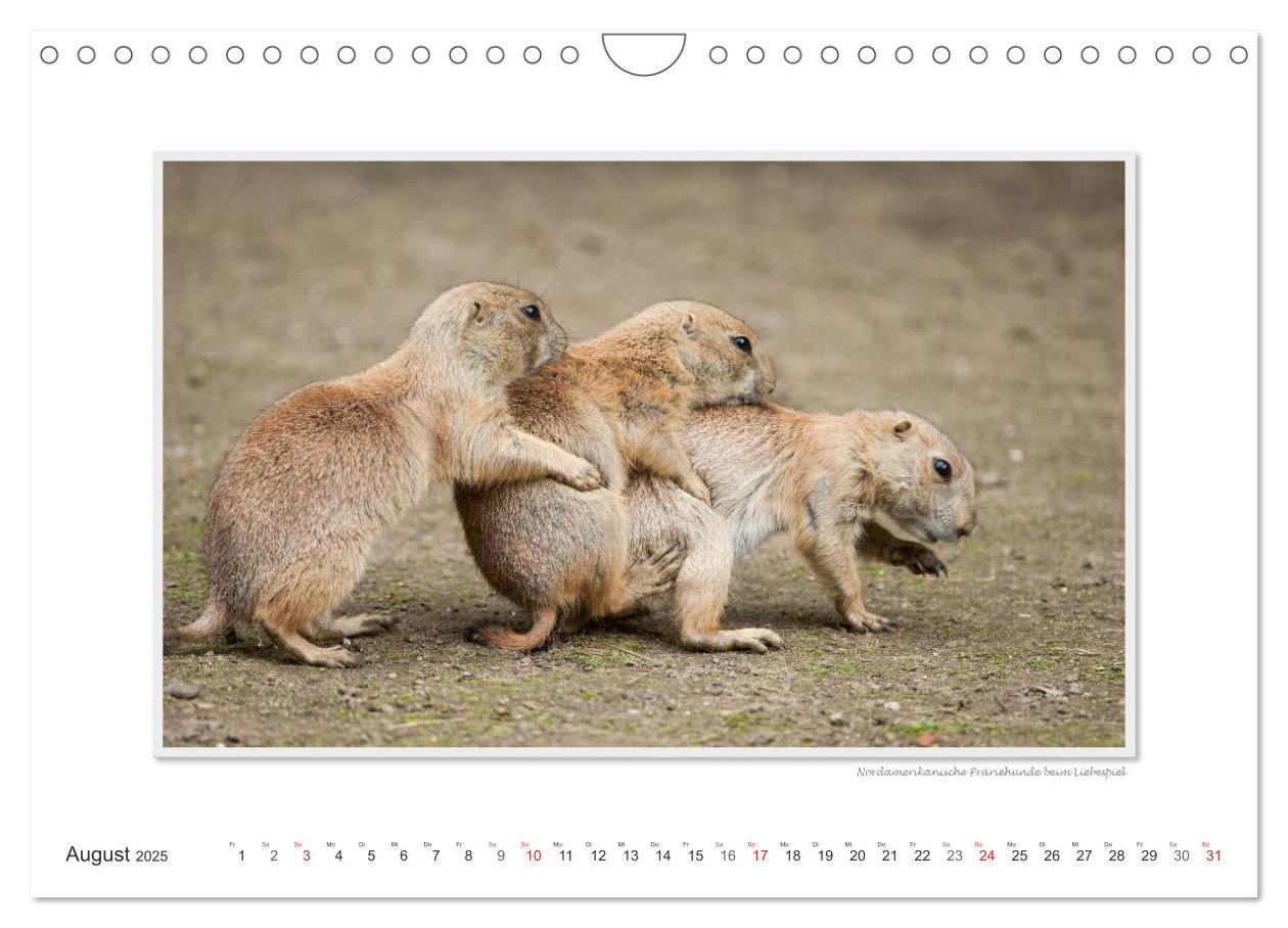 Bild: 9783435798780 | Emotionale Momente: Tierischer Sex. (Wandkalender 2025 DIN A4...