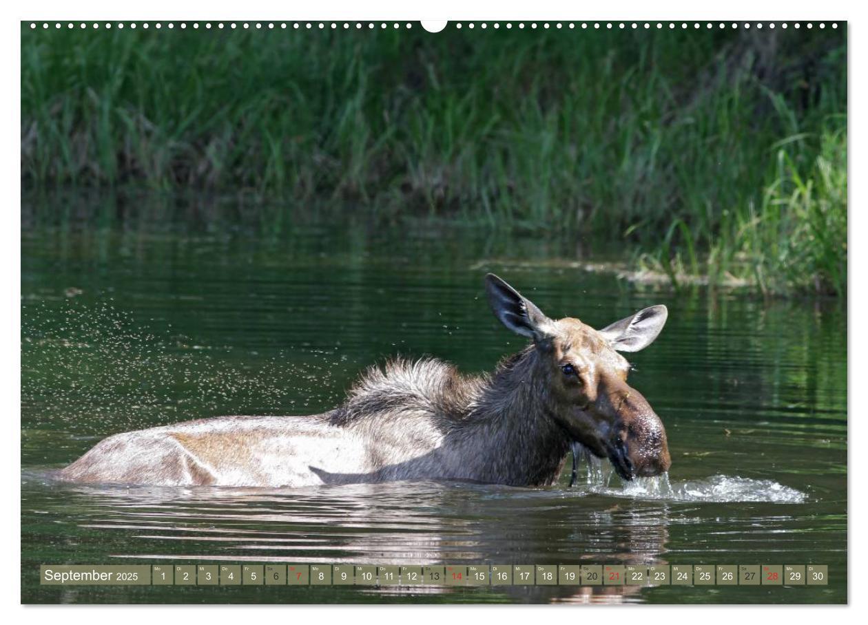 Bild: 9783435630899 | Bär, Wolf und Co - Tiere Nordamerikas (Wandkalender 2025 DIN A2...