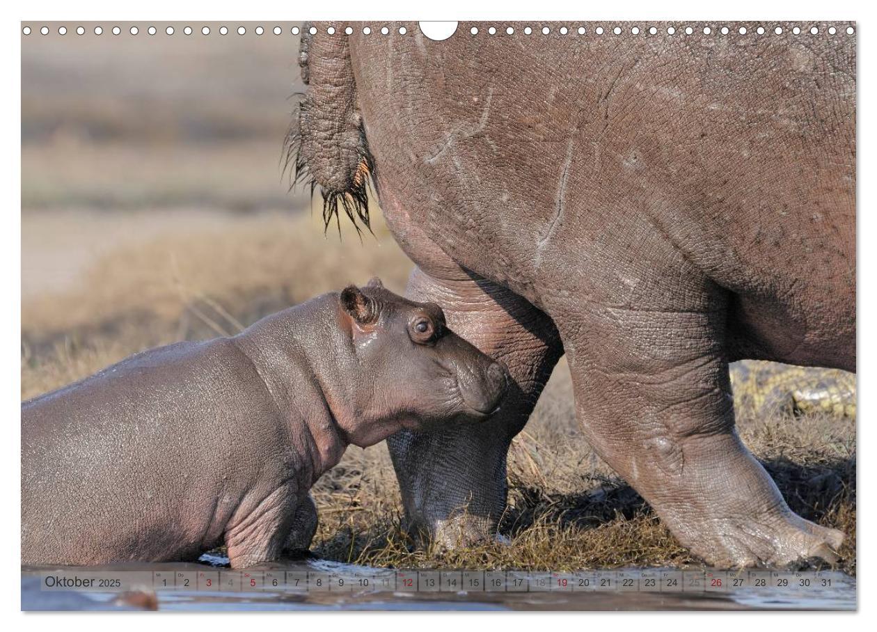 Bild: 9783435760855 | Flusspferde Magie des Augenblicks - Hippos in Afrika (Wandkalender...