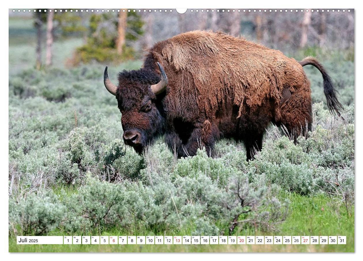 Bild: 9783435602872 | TATONKA Der nordamerikanische Bison (Wandkalender 2025 DIN A2...