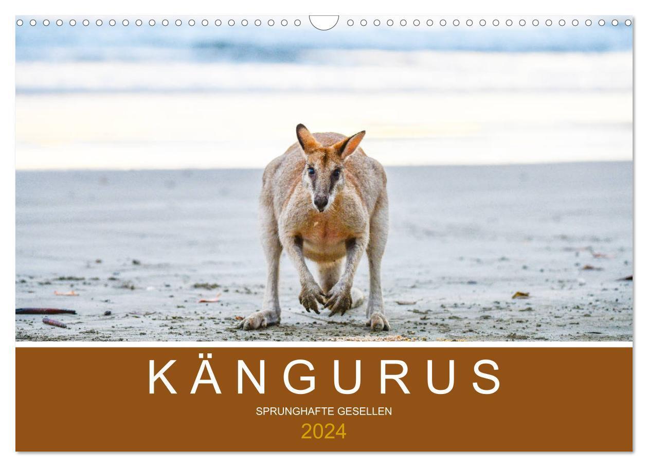 Cover: 9783675851573 | Kängurus, sprunghafte Gesellen (Wandkalender 2024 DIN A3 quer),...