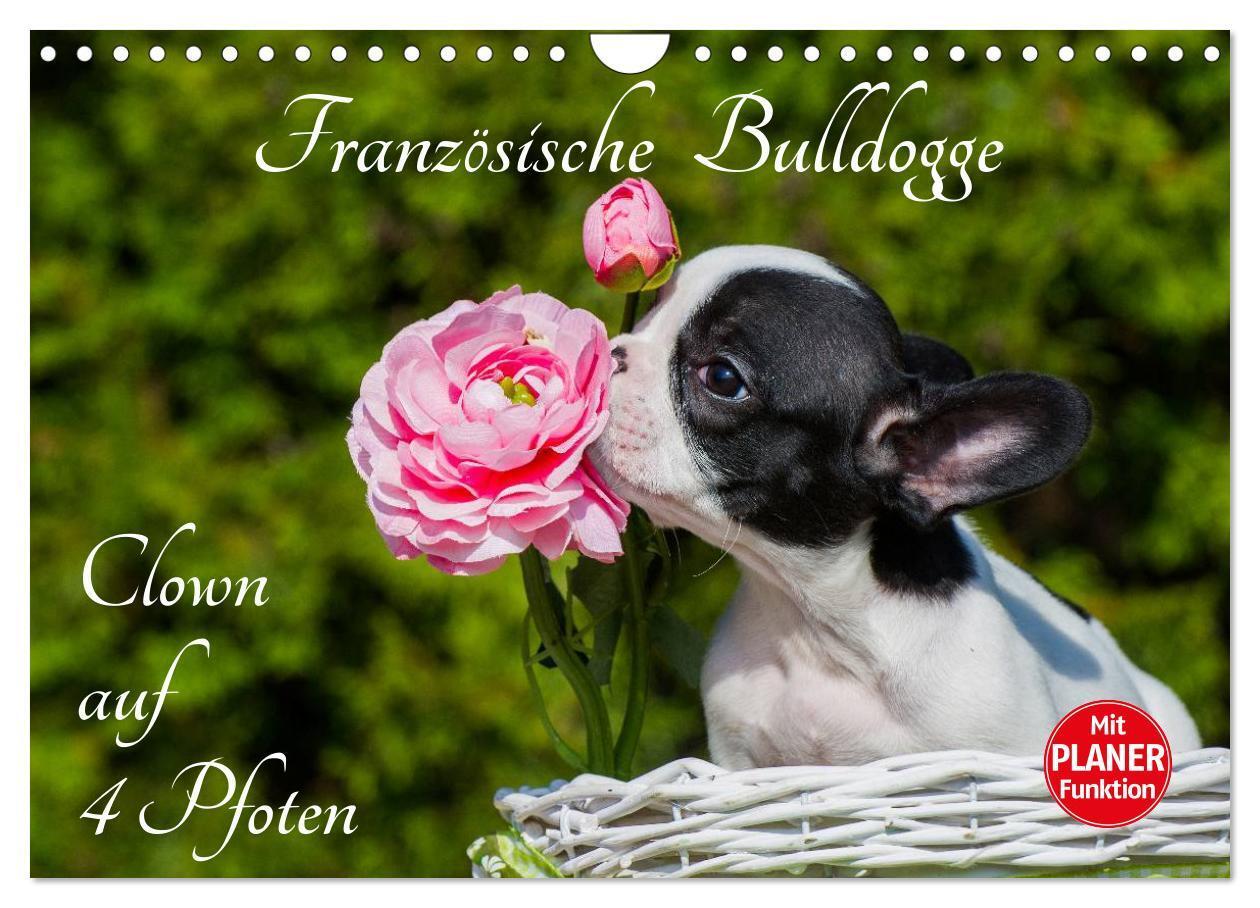 Cover: 9783383330315 | Französische Bulldogge - Clown auf 4 Pfoten (Wandkalender 2024 DIN...