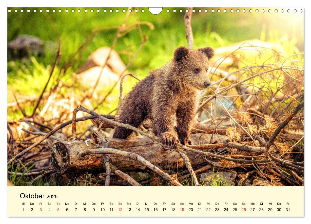 Bild: 9783435176168 | Scheue Wildtiere in heimischen Wäldern und Bergen (Wandkalender...