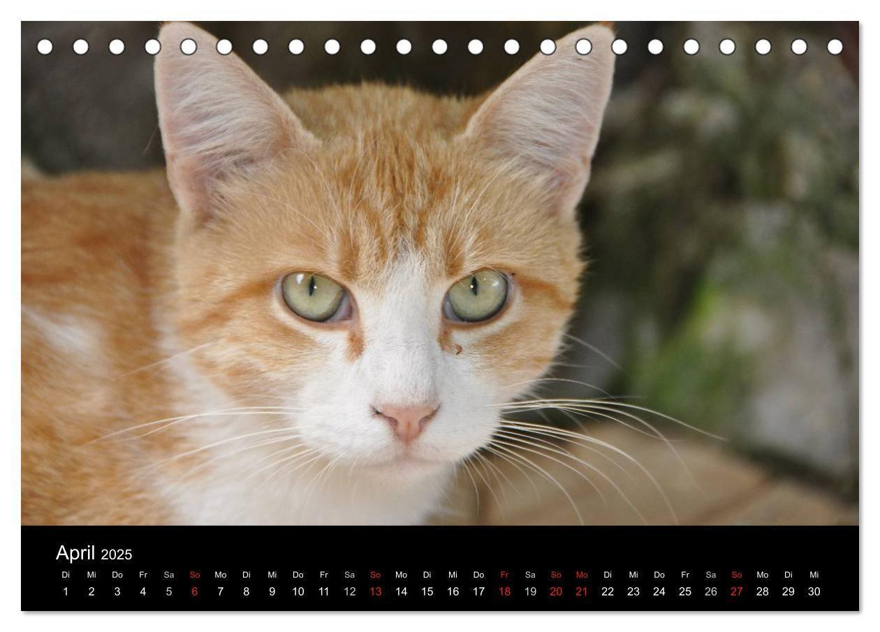 Bild: 9783435519729 | Haustiger - Ein Katzenkalender (Tischkalender 2025 DIN A5 quer),...