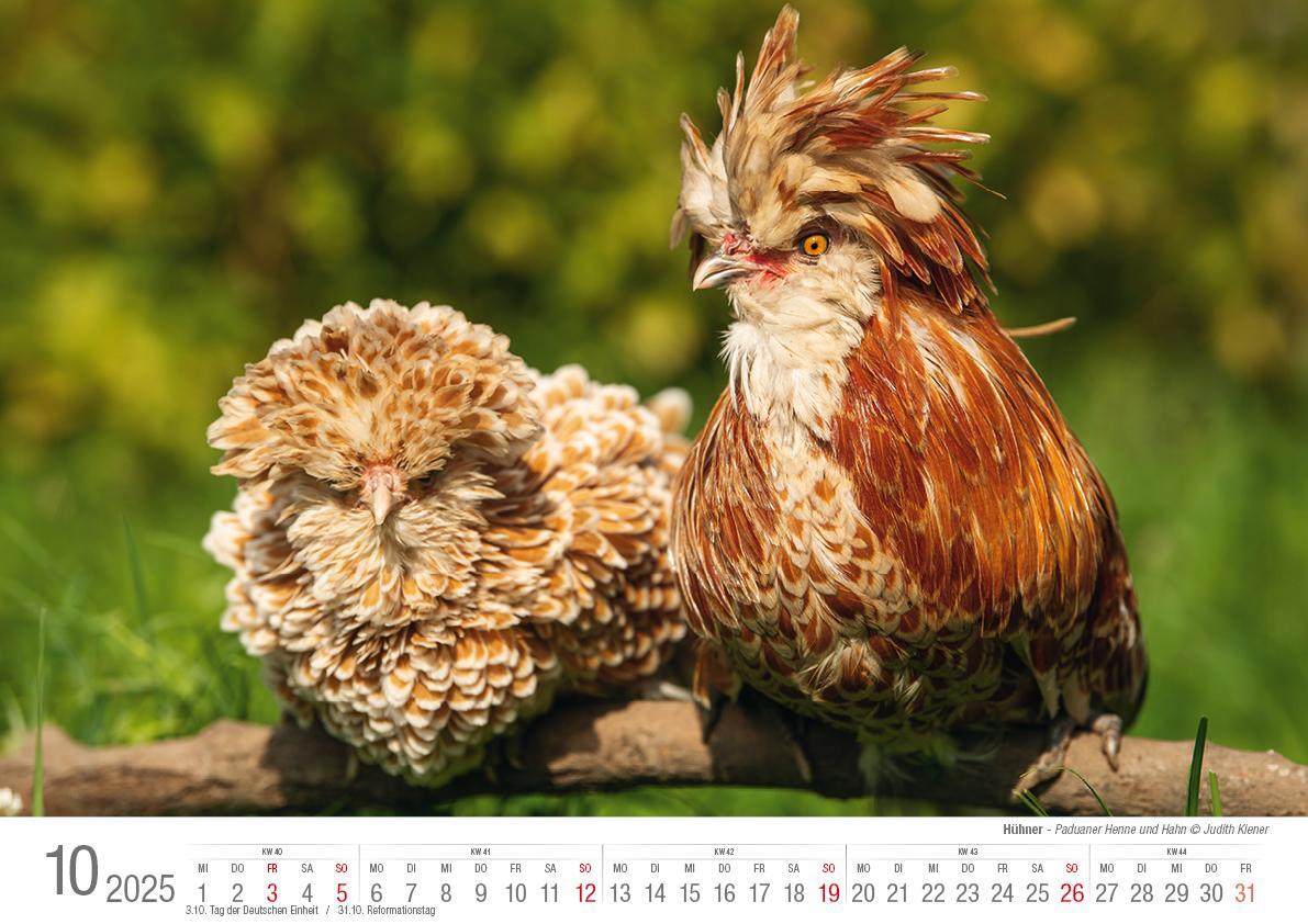 Bild: 9783965352353 | Hühner 2025 Bildkalender A3 quer - Judith Kiener &amp; Oliver Giel | Klaes