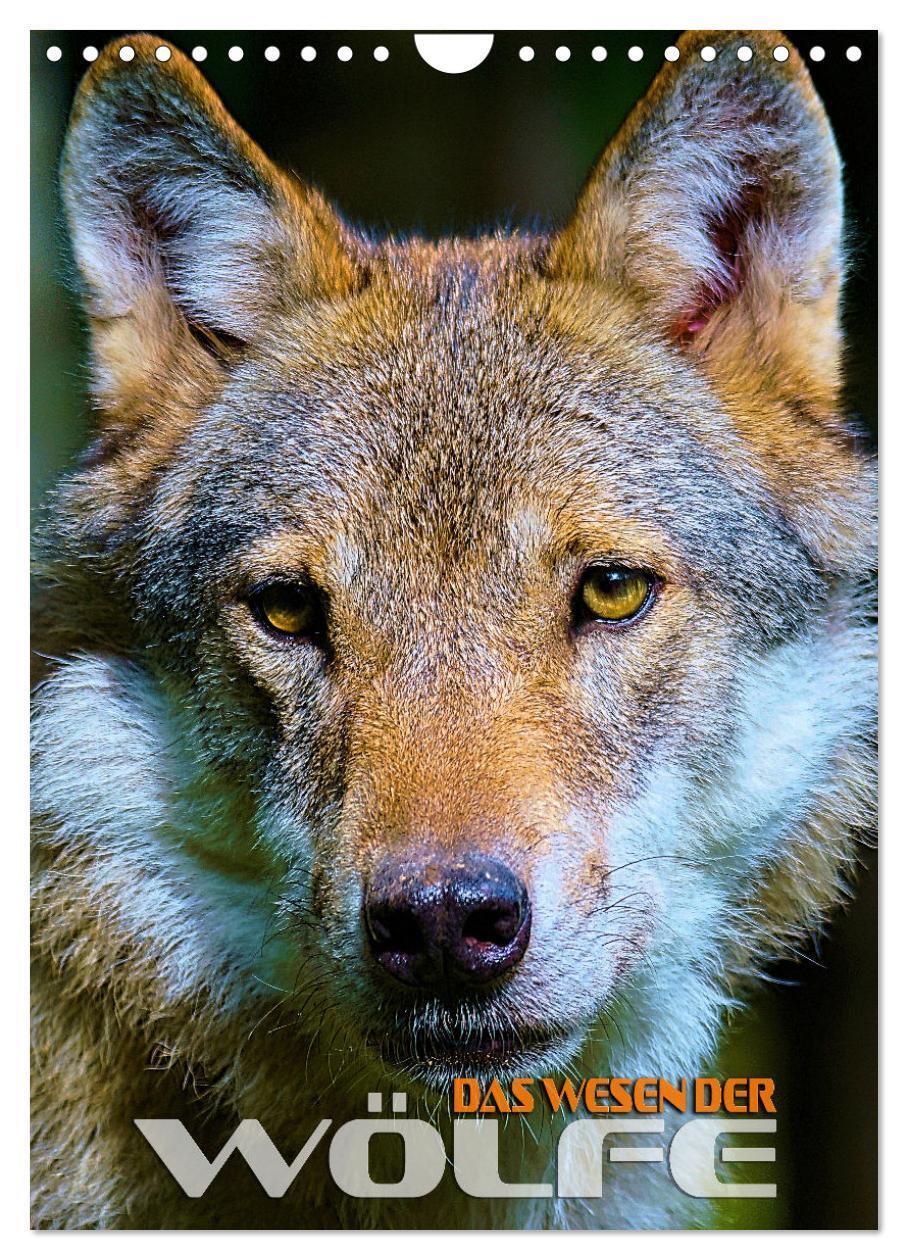 Cover: 9783675647411 | Das Wesen der Wölfe (Wandkalender 2024 DIN A4 hoch), CALVENDO...