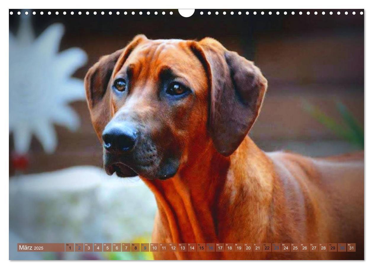 Bild: 9783435264797 | Rhodesian Ridgeback Augen-Blicke (Wandkalender 2025 DIN A3 quer),...