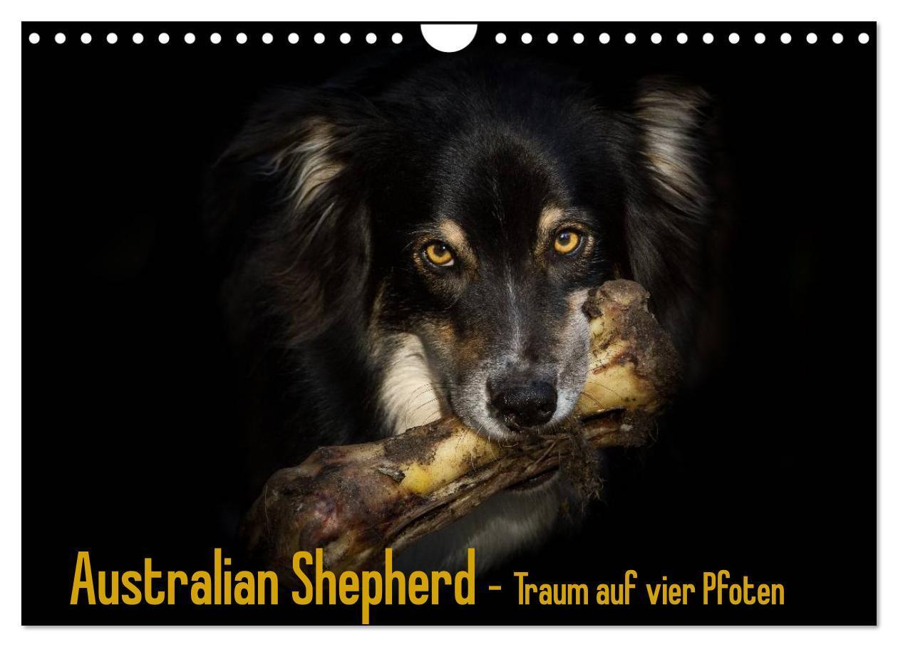 Cover: 9783383508387 | Australian Shepherd - Traum auf vier Pfoten (Wandkalender 2024 DIN...