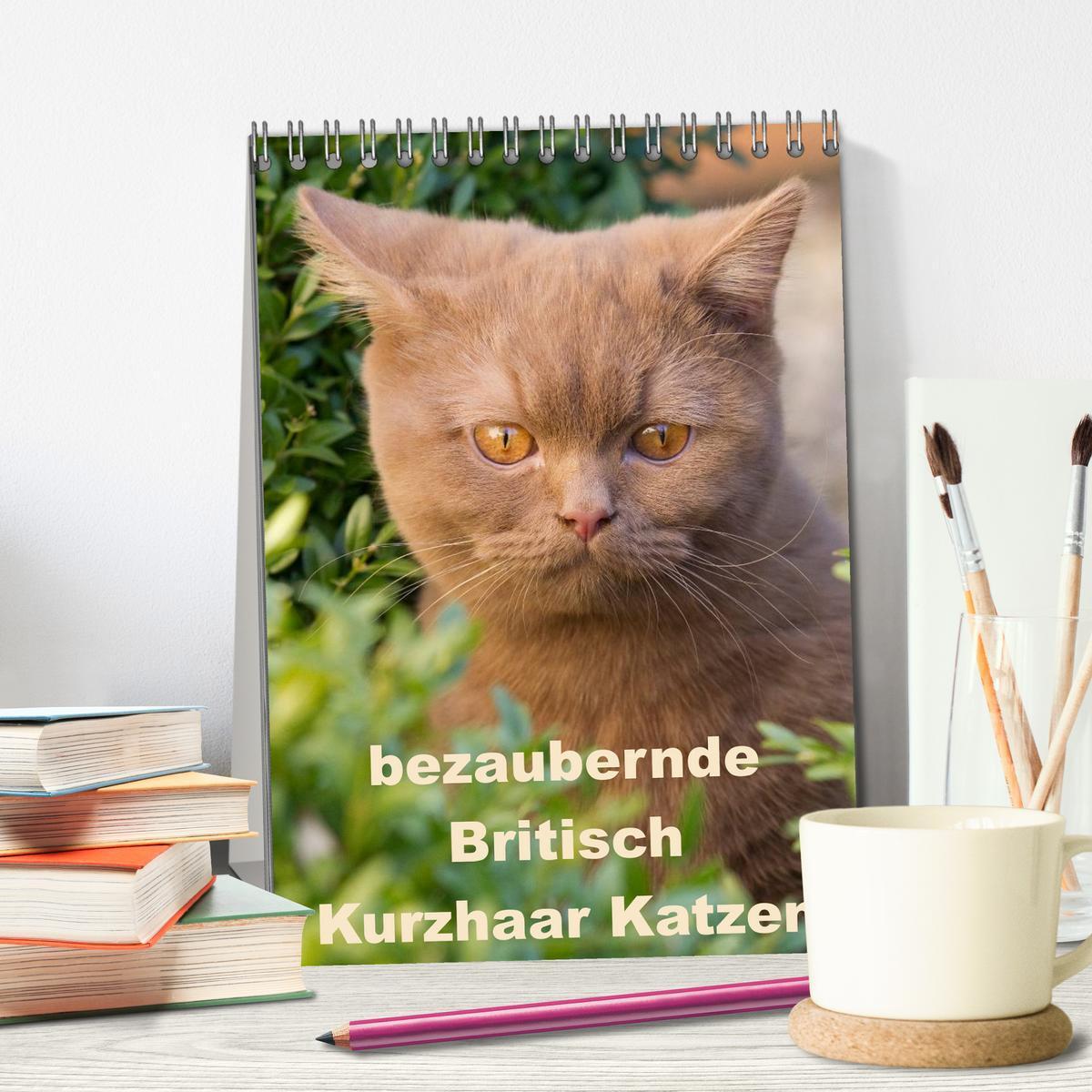 Bild: 9783457072493 | bezaubernde Britisch Kurzhaar Katzen (Tischkalender 2025 DIN A5...