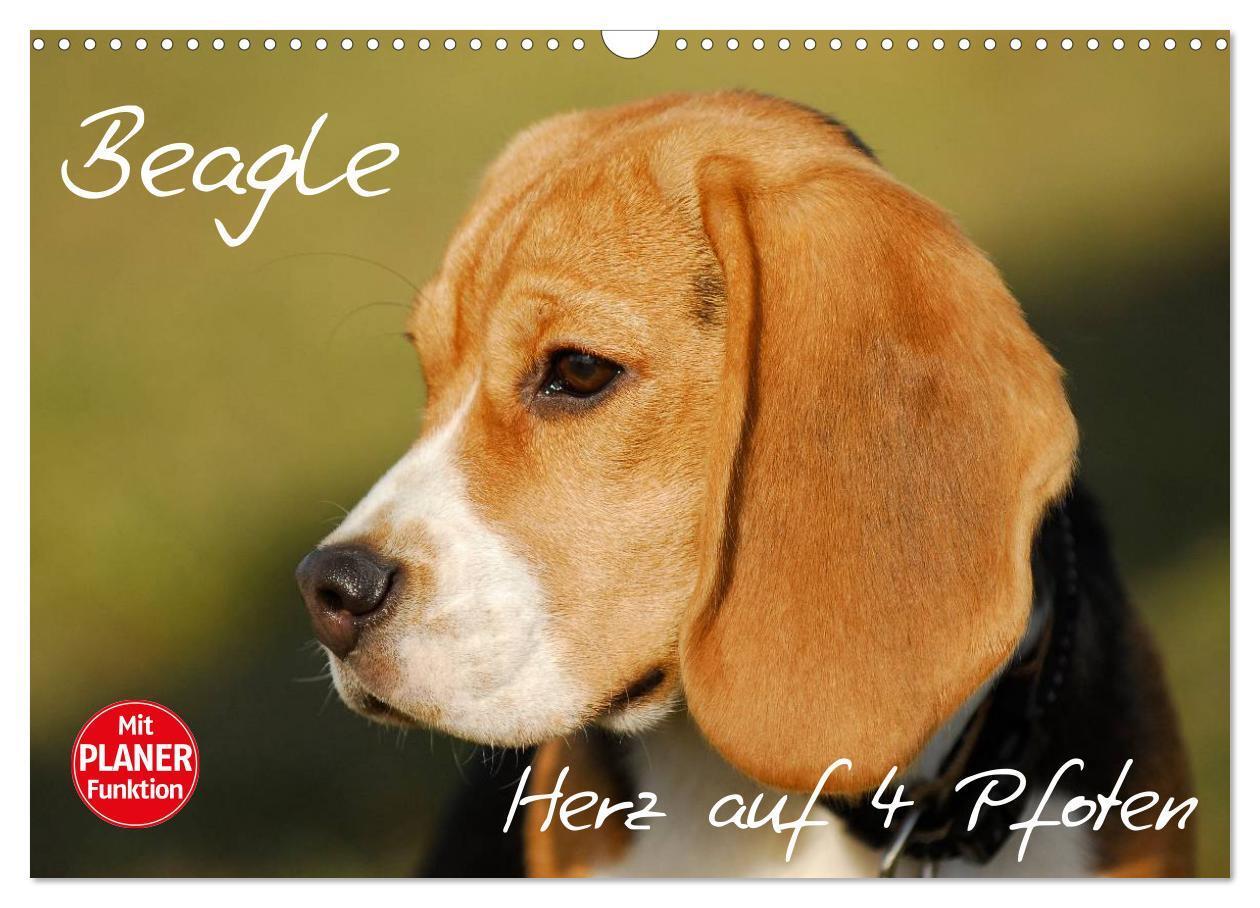 Cover: 9783435541287 | Beagle - Herz auf 4 Pfoten (Wandkalender 2025 DIN A3 quer),...