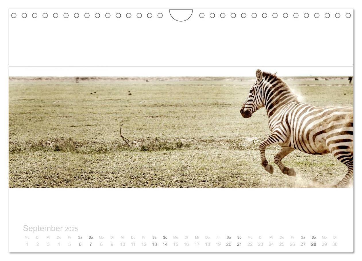 Bild: 9783435687749 | Serengeti Panorama (Wandkalender 2025 DIN A4 quer), CALVENDO...