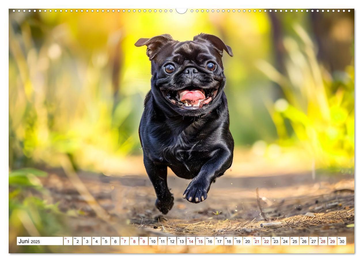 Bild: 9783457171387 | Mops-Mania - Der Spaßkalender für Mops-Fans (Wandkalender 2025 DIN...