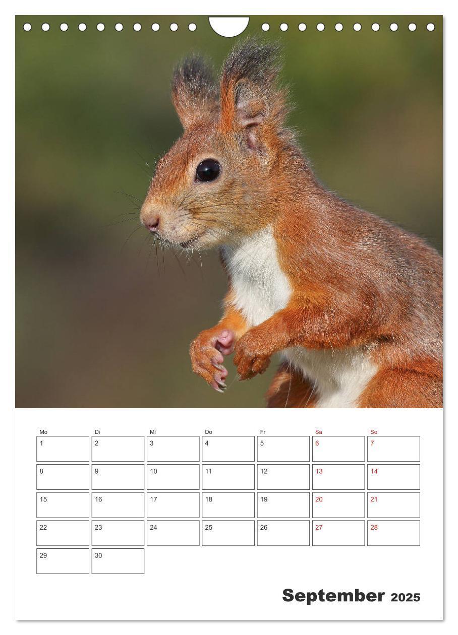 Bild: 9783435956517 | Eichhörnchen Luna (Wandkalender 2025 DIN A4 hoch), CALVENDO...