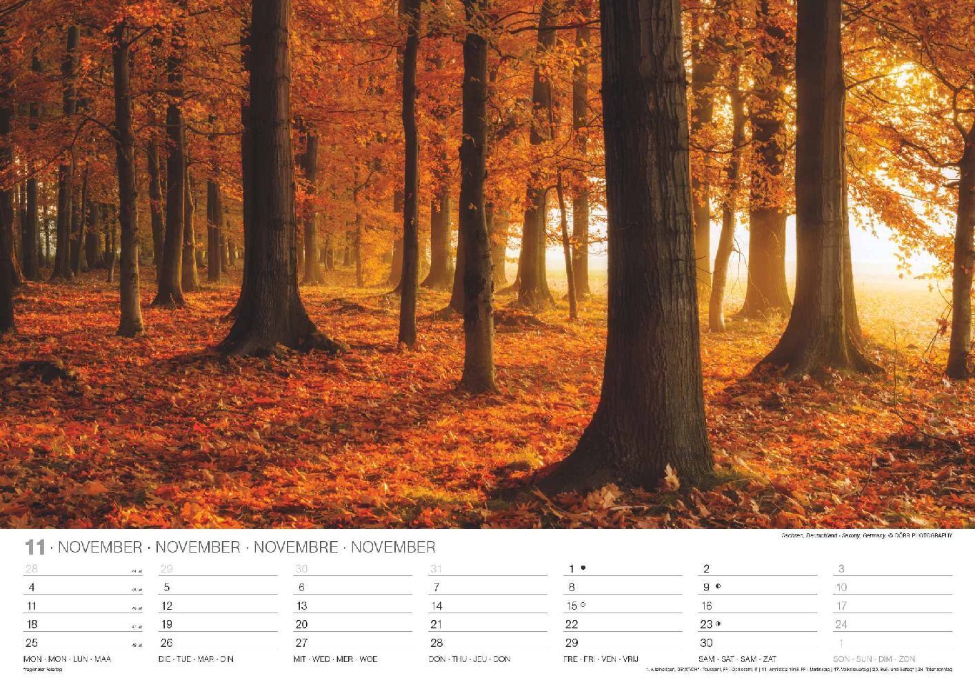 Bild: 4002725986702 | Malerische Wälder 2024 - Wand-Kalender - 42x29,7 - Wald - Natur | 2024