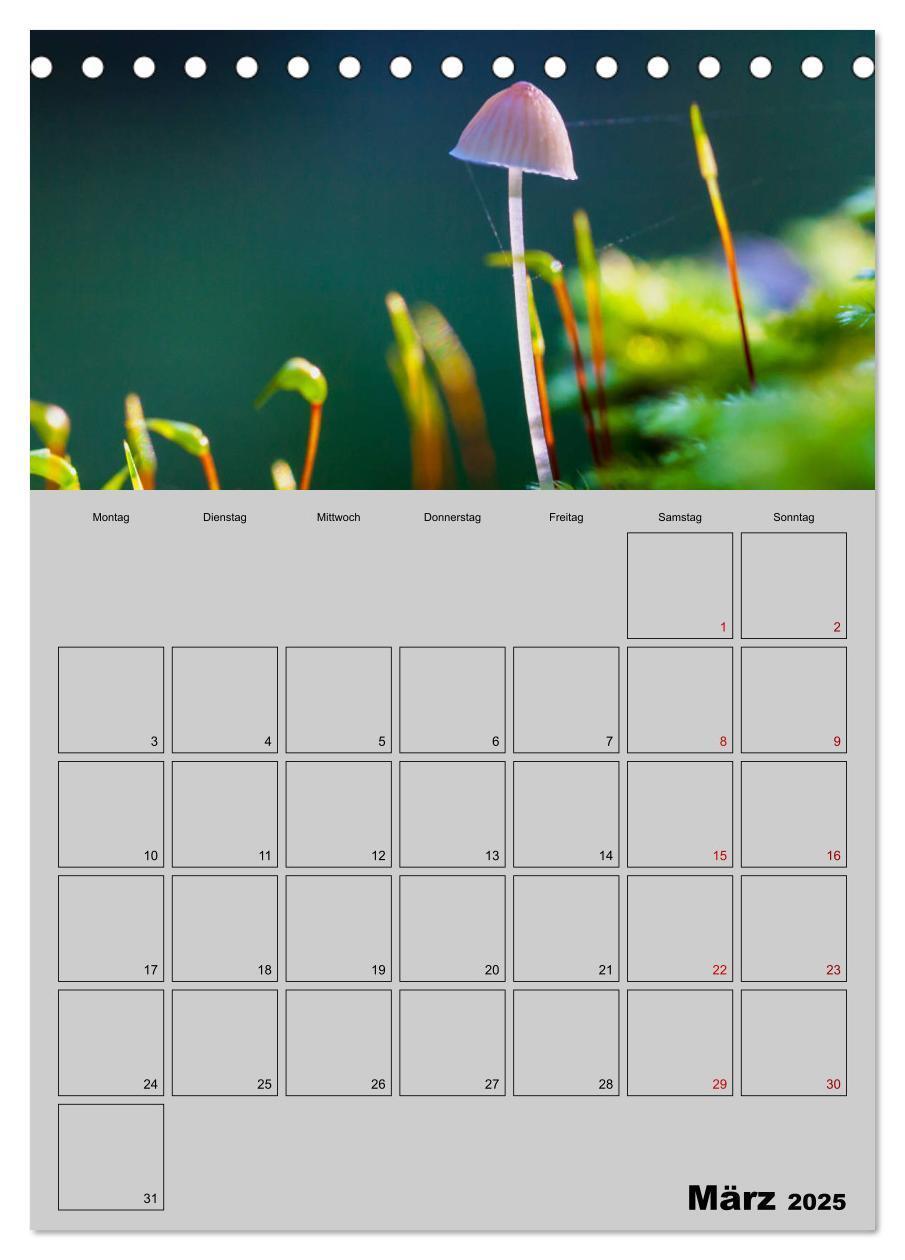 Bild: 9783435942367 | Quer durch die Pilze (Tischkalender 2025 DIN A5 hoch), CALVENDO...