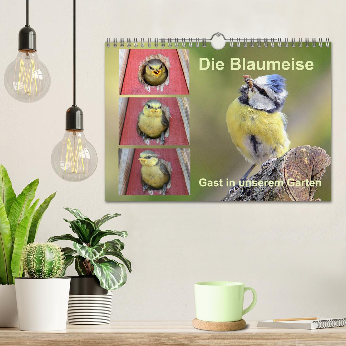 Bild: 9783435260041 | Die Blaumeise, Gast in unserem Garten (Wandkalender 2025 DIN A4...