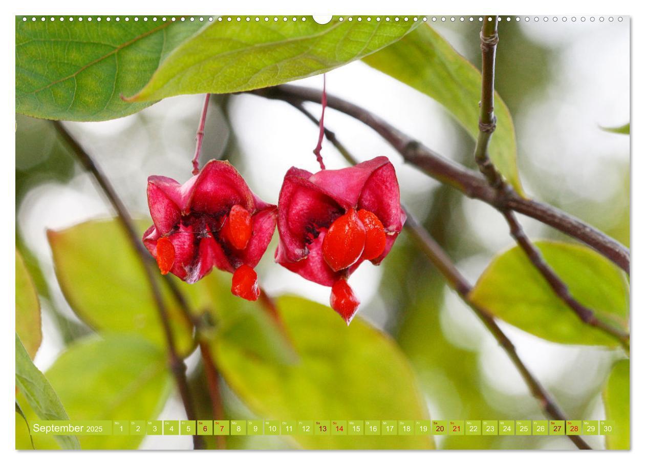 Bild: 9783383996276 | Natur, die bezaubert (Wandkalender 2025 DIN A2 quer), CALVENDO...