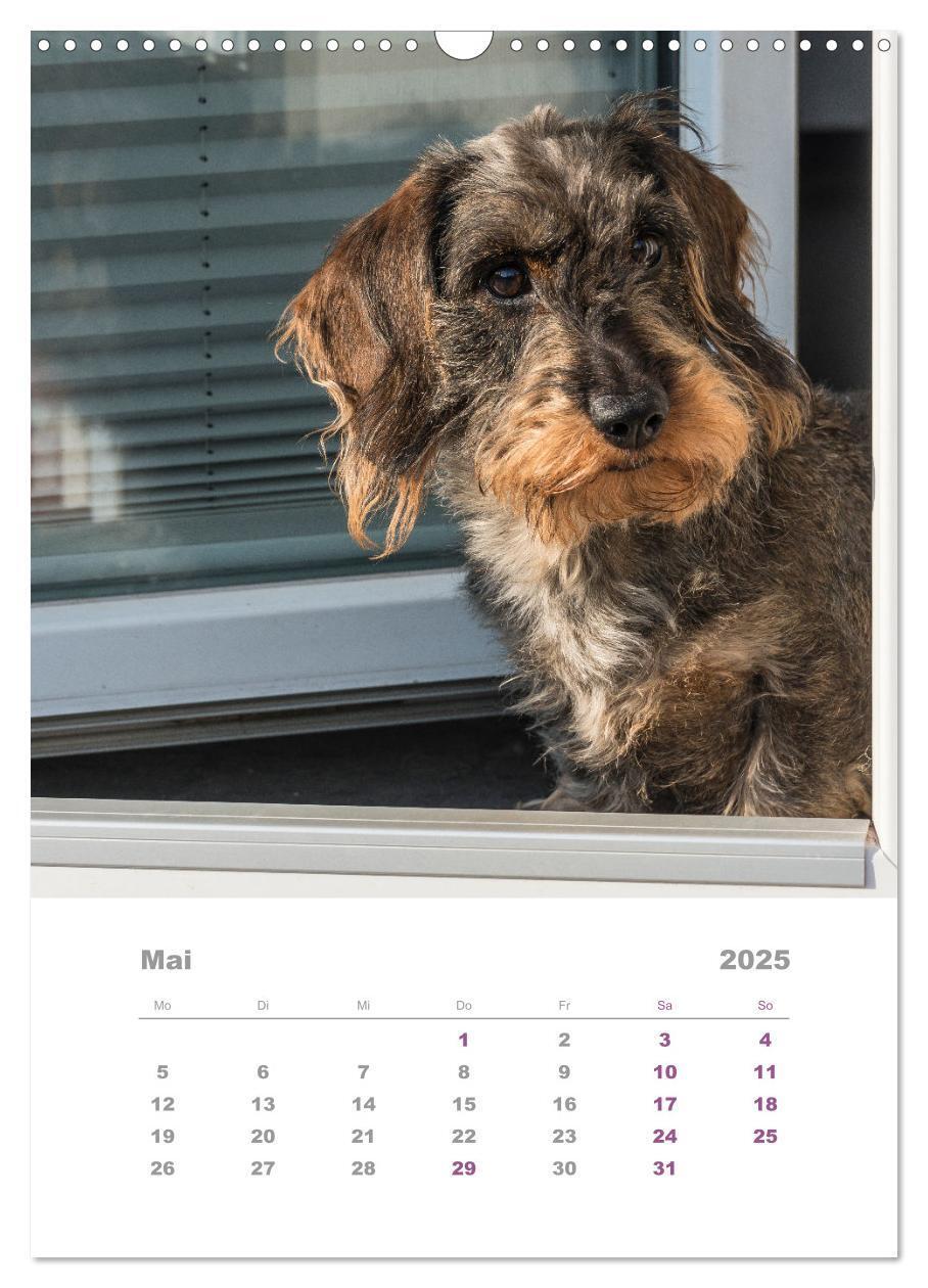 Bild: 9783435892433 | Dackel(augen)blicke (Wandkalender 2025 DIN A3 hoch), CALVENDO...