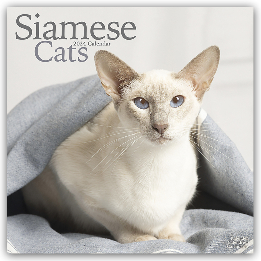 Cover: 9781804601327 | Siamese Cats - Siam-Katzen 2024 - 16-Monatskalender | Ltd | Kalender