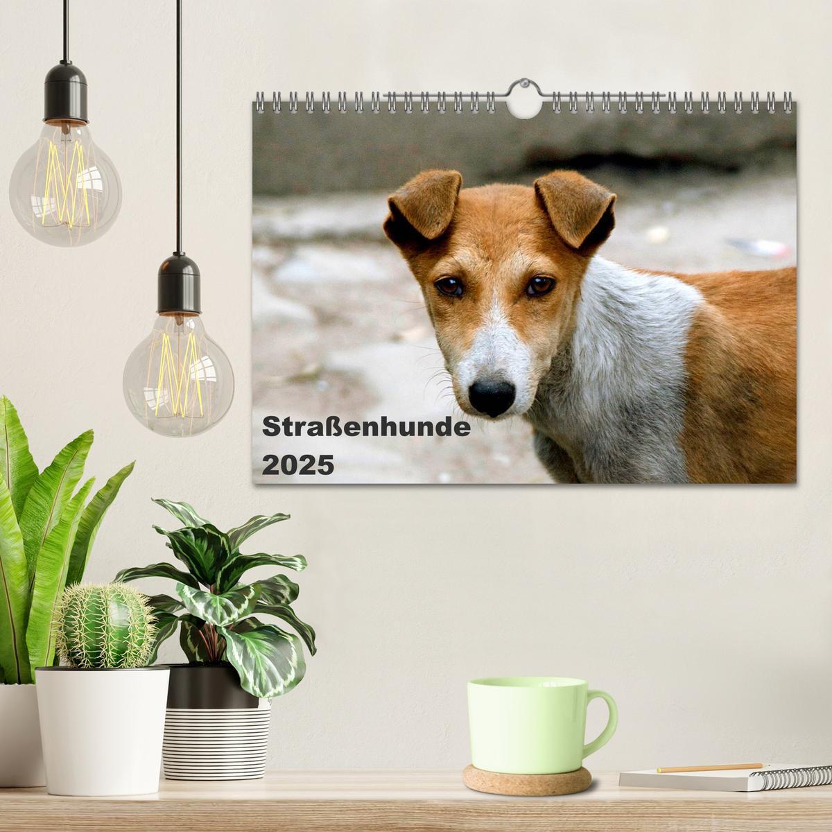 Bild: 9783435801862 | Straßenhunde (Wandkalender 2025 DIN A4 quer), CALVENDO Monatskalender