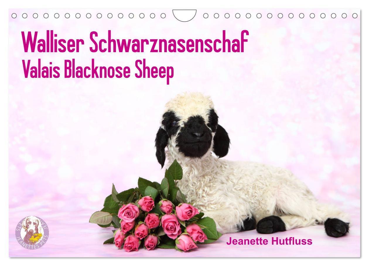 Cover: 9783383120145 | Walliser Schwarznasenschaf Valais Blacknose Sheep (Wandkalender...