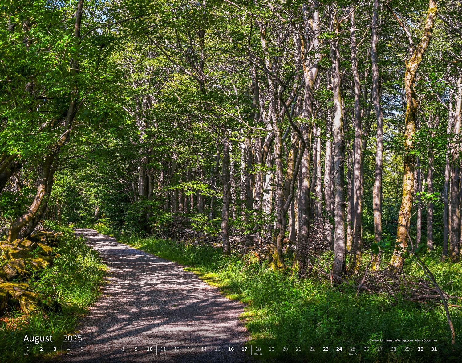 Bild: 9783862923397 | Bäume-Wälder 2025 Großformat-Kalender 58 x 45,5 cm | Linnemann Verlag