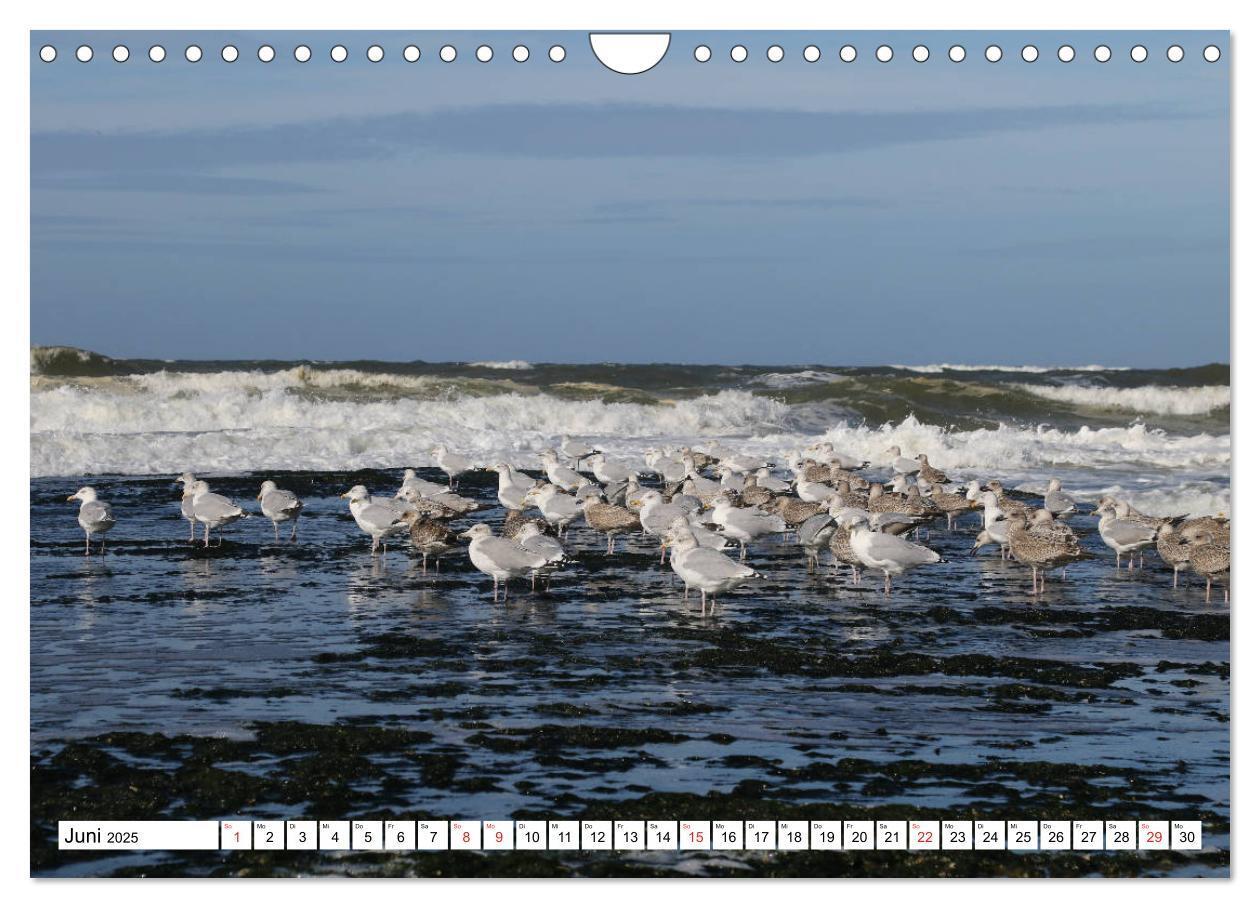 Bild: 9783435571444 | Callantsoog (Wandkalender 2025 DIN A4 quer), CALVENDO Monatskalender