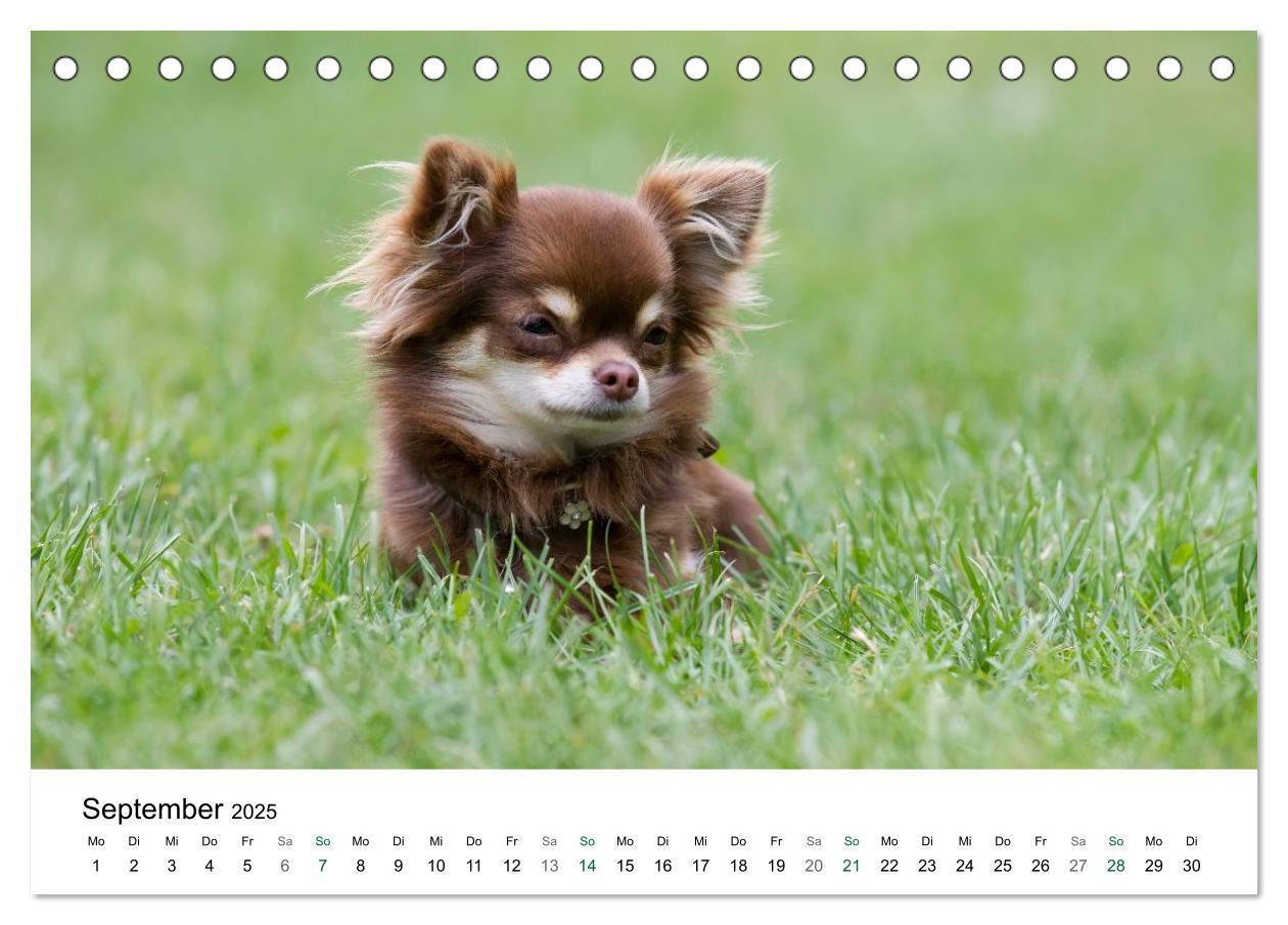 Bild: 9783435771080 | Chihuahuas - kleine Herzensbrecher (Tischkalender 2025 DIN A5...