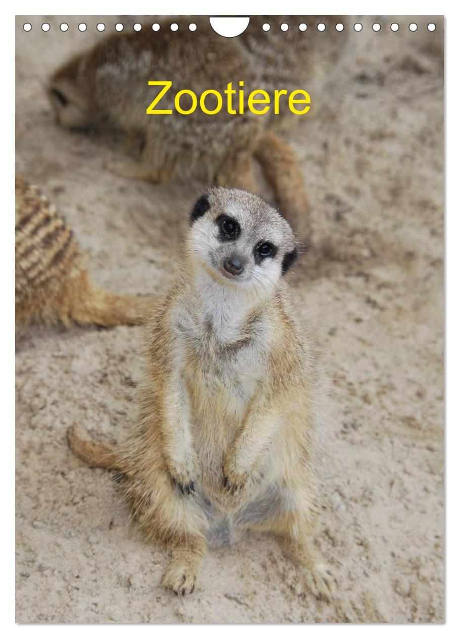 Cover: 9783457074046 | Zootiere (Wandkalender 2025 DIN A4 hoch), CALVENDO Monatskalender