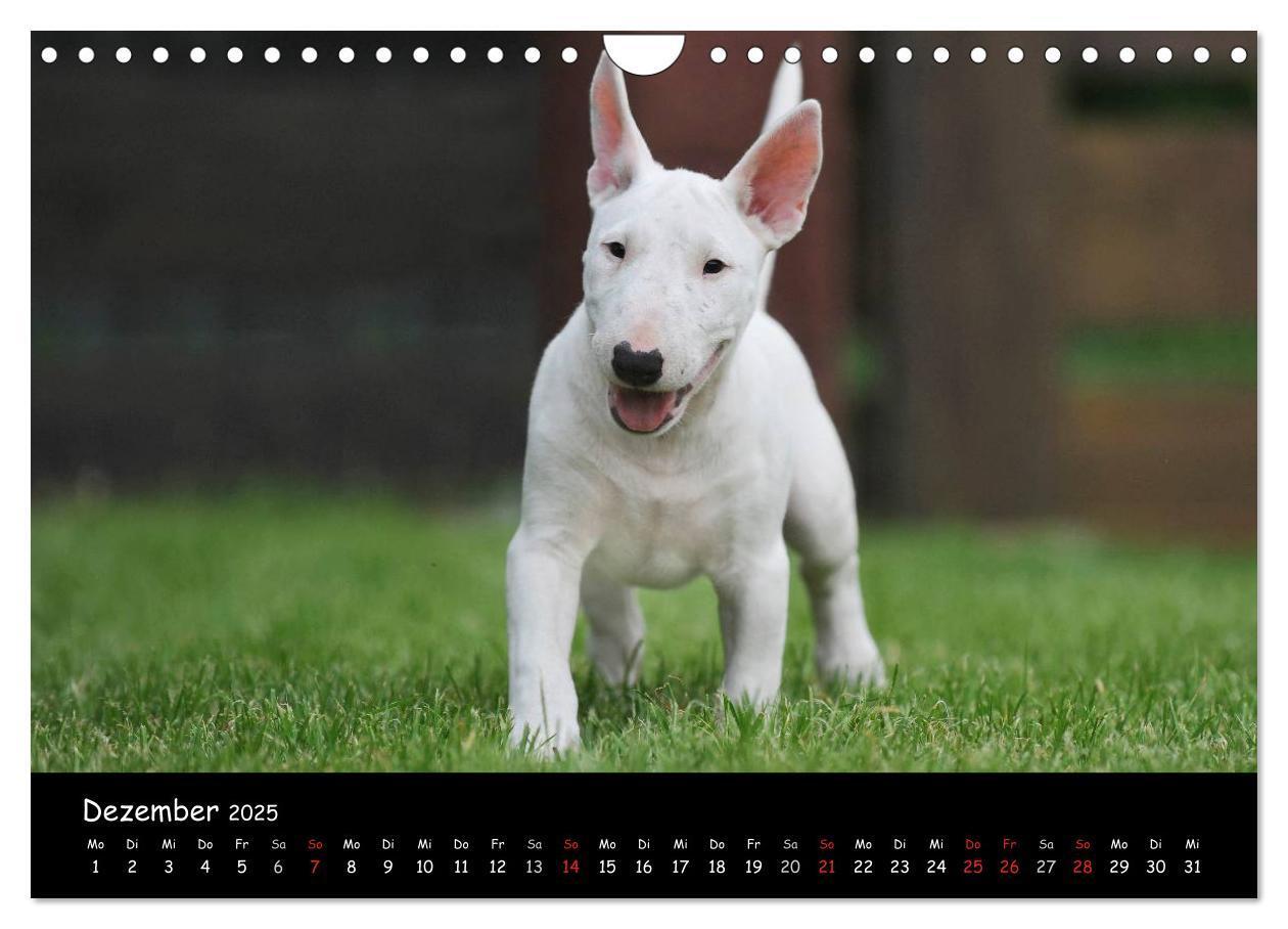 Bild: 9783435768844 | Bullterrier (Wandkalender 2025 DIN A4 quer), CALVENDO Monatskalender