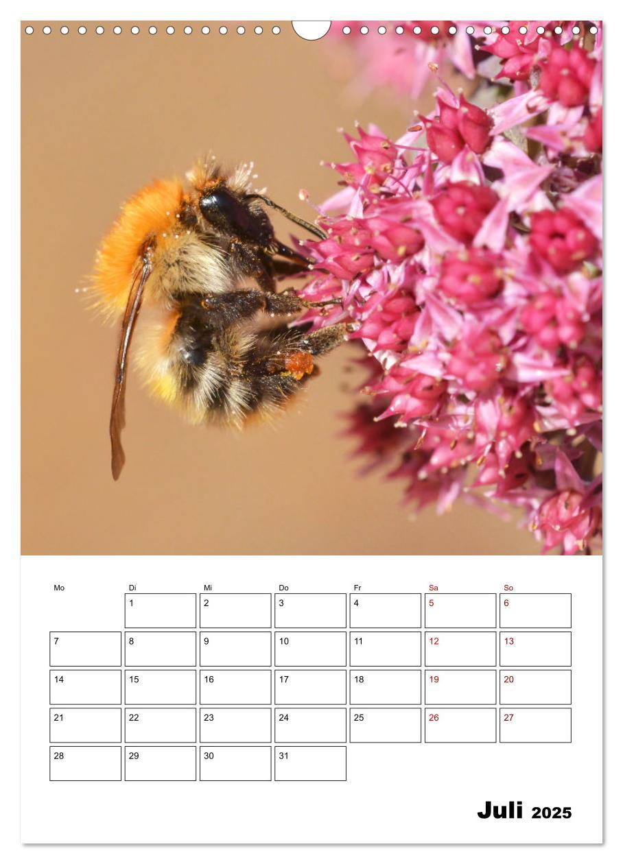 Bild: 9783435879168 | Hummeln und Bienen Terminplaner (Wandkalender 2025 DIN A3 hoch),...