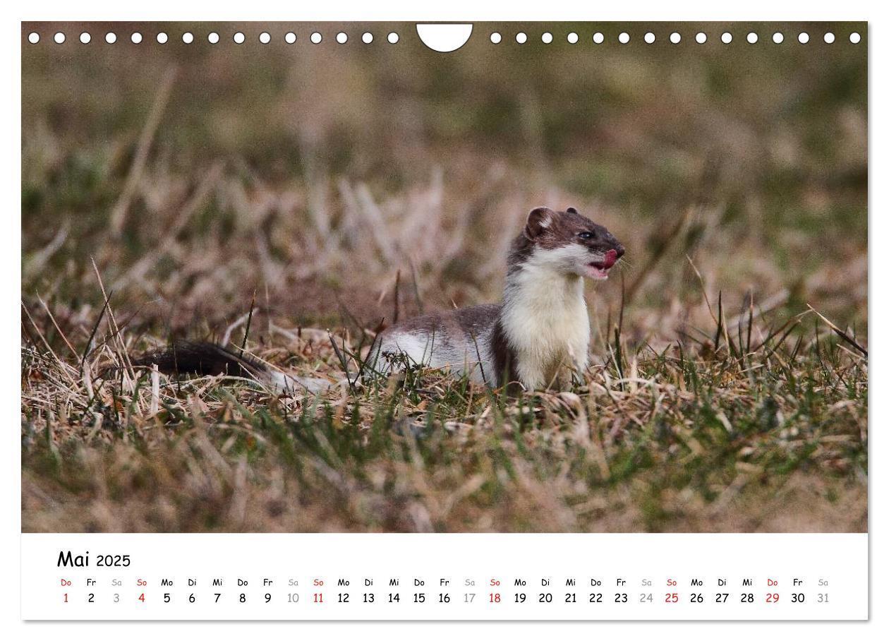 Bild: 9783435494804 | Hermelin - das wieselflinke Raubtier (Wandkalender 2025 DIN A4...