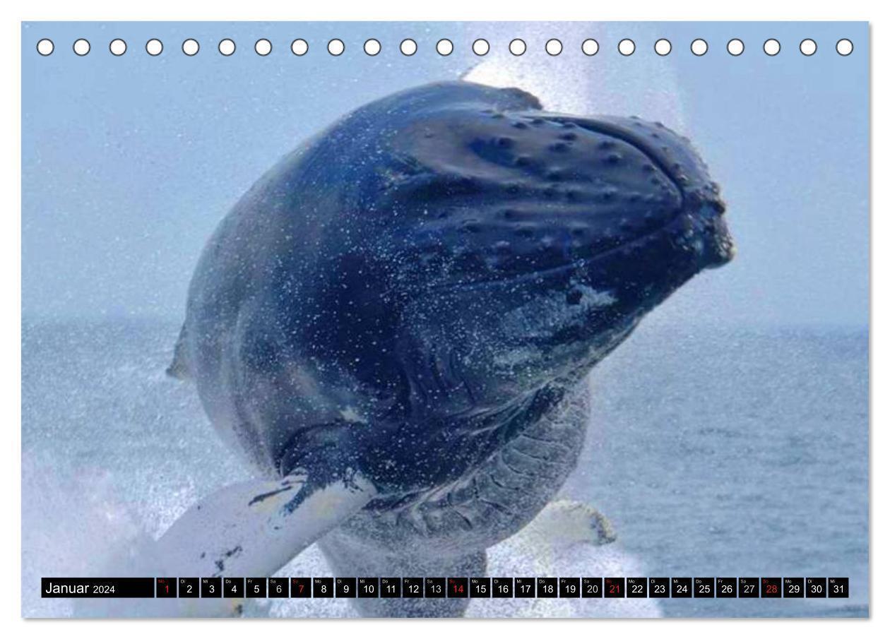 Bild: 9783383485152 | Wale - Kolosse der Meere (Tischkalender 2024 DIN A5 quer), CALVENDO...