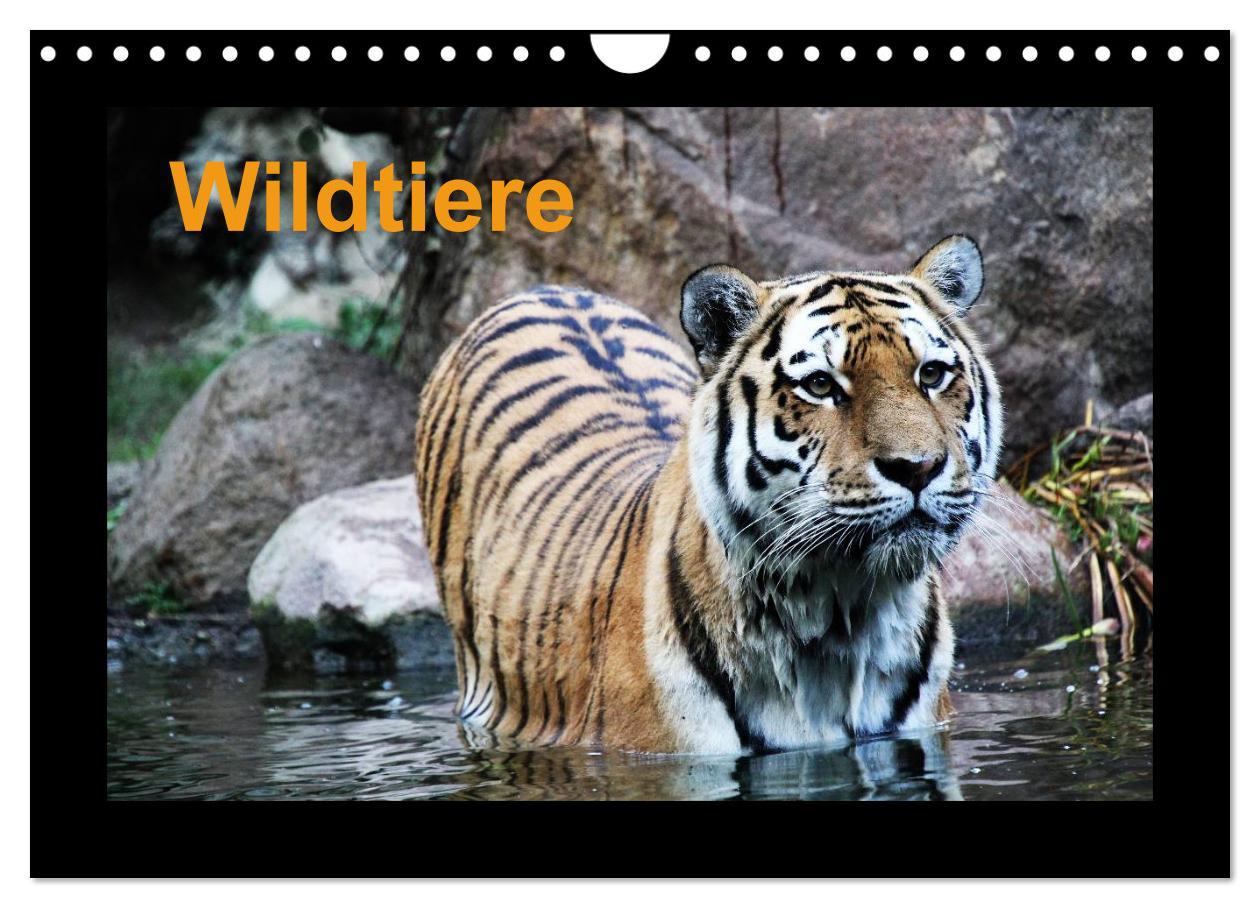 Cover: 9783435786183 | Wildtiere (Wandkalender 2025 DIN A4 quer), CALVENDO Monatskalender