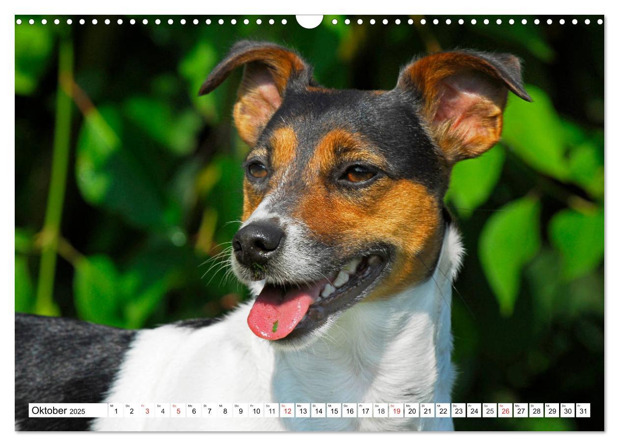 Bild: 9783435250462 | 100000 Volt auf vier Pfoten - Jack und Parson Russell Terrier...