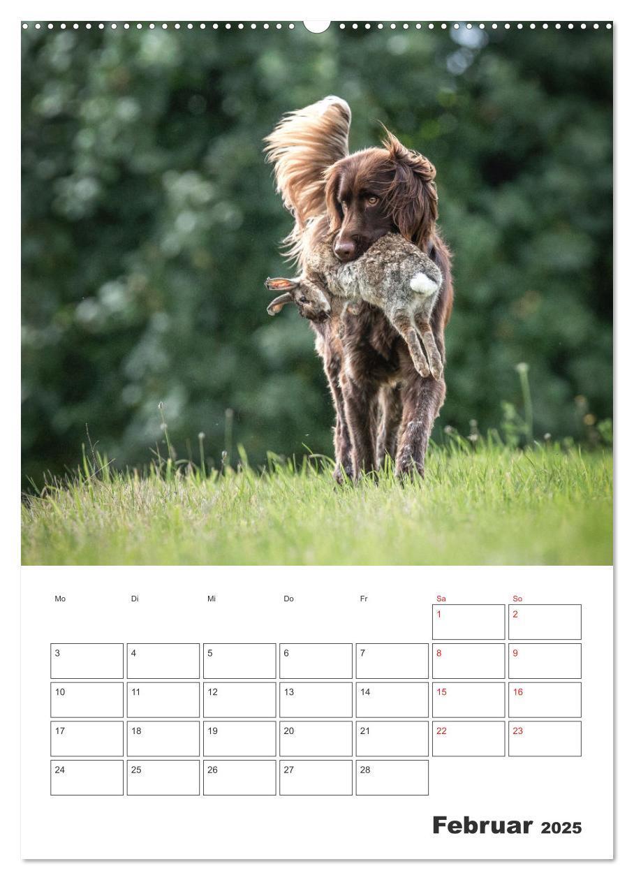 Bild: 9783457163405 | Geboren um zu Jagen. Der kleine Münsterländer (Wandkalender 2025...