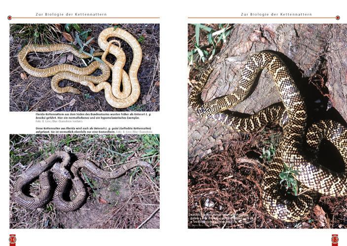 Bild: 9783937285030 | Die Kettennatter | Lampropeltis getula | Dieter Schmidt | Taschenbuch