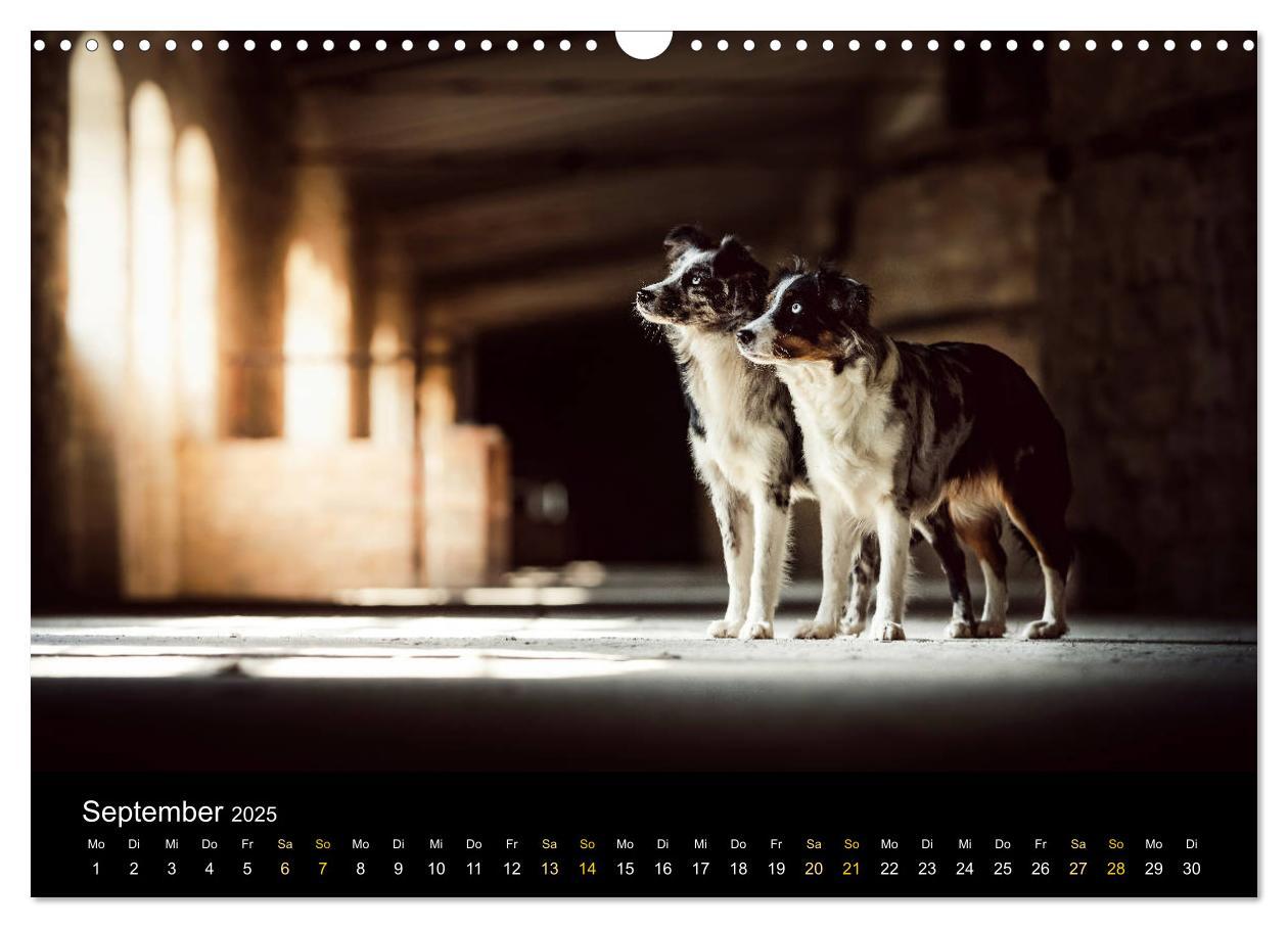 Bild: 9783435233151 | Australian Shepherd - Vielfalt in einer Rasse (Wandkalender 2025...