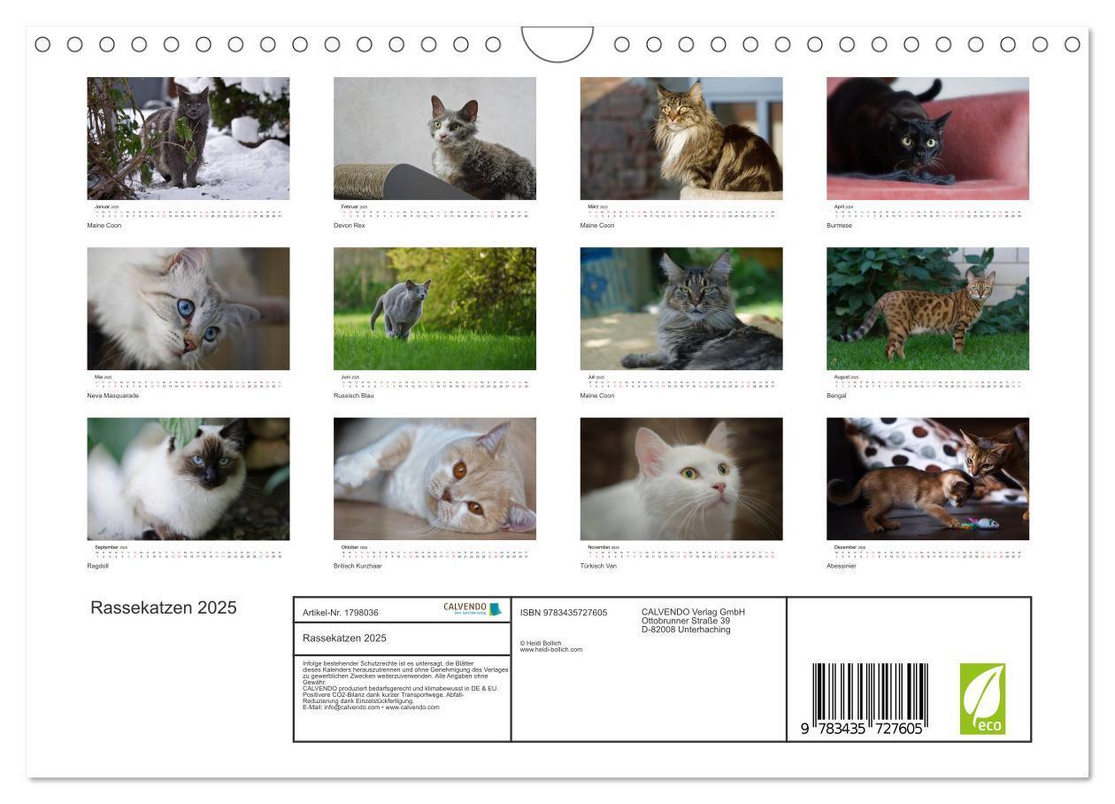 Bild: 9783435727605 | Rassekatzen 2025 (Wandkalender 2025 DIN A4 quer), CALVENDO...