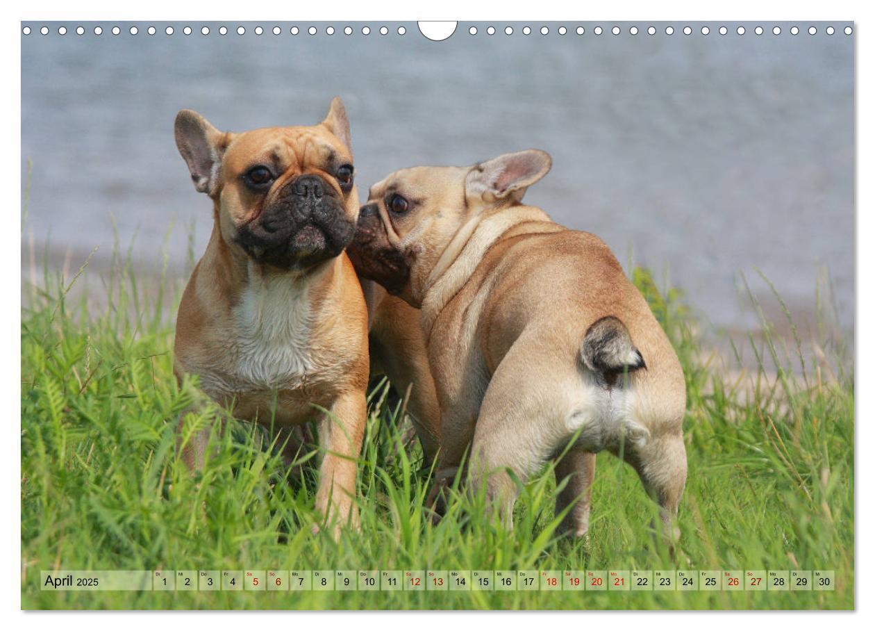 Bild: 9783435385805 | Bulldoggen - Englische und Französische Bulldoggen (Wandkalender...