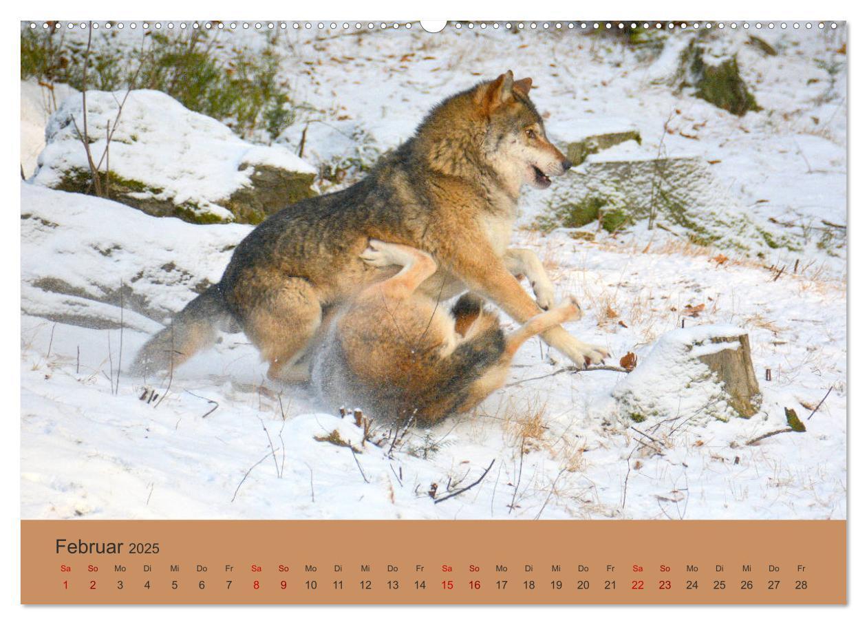 Bild: 9783435392995 | Begegnungen DER WOLF (Wandkalender 2025 DIN A2 quer), CALVENDO...