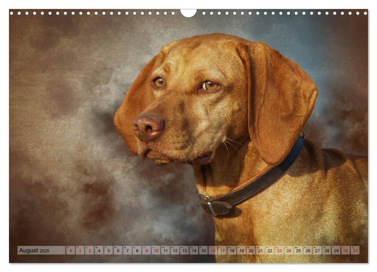 Bild: 9783435293933 | Jagdhunde im Portrait (Wandkalender 2025 DIN A3 quer), CALVENDO...