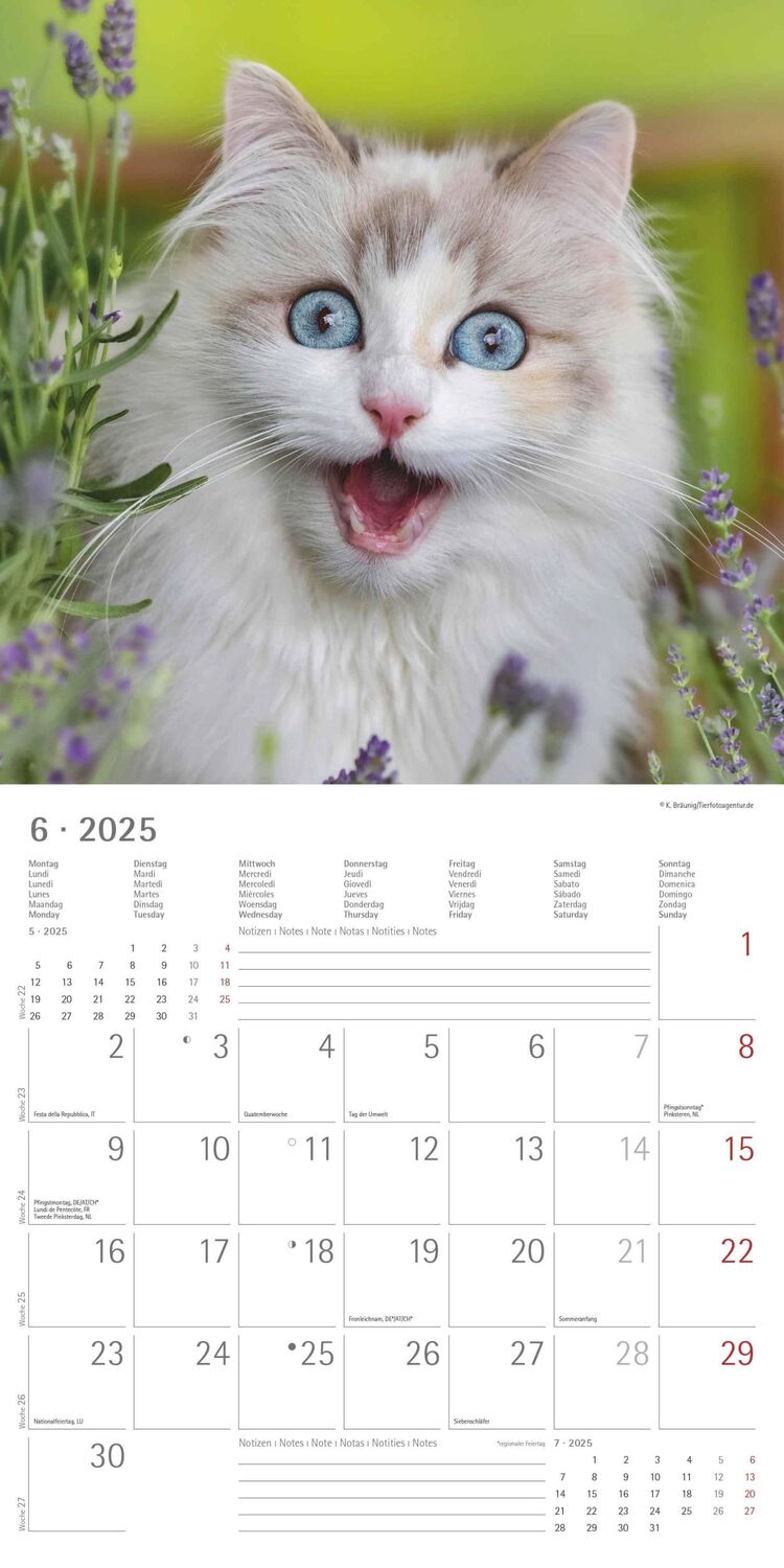 Bild: 4251732340827 | Funny Cats 2025 - Broschürenkalender 30x30 cm (30x60 geöffnet) -...