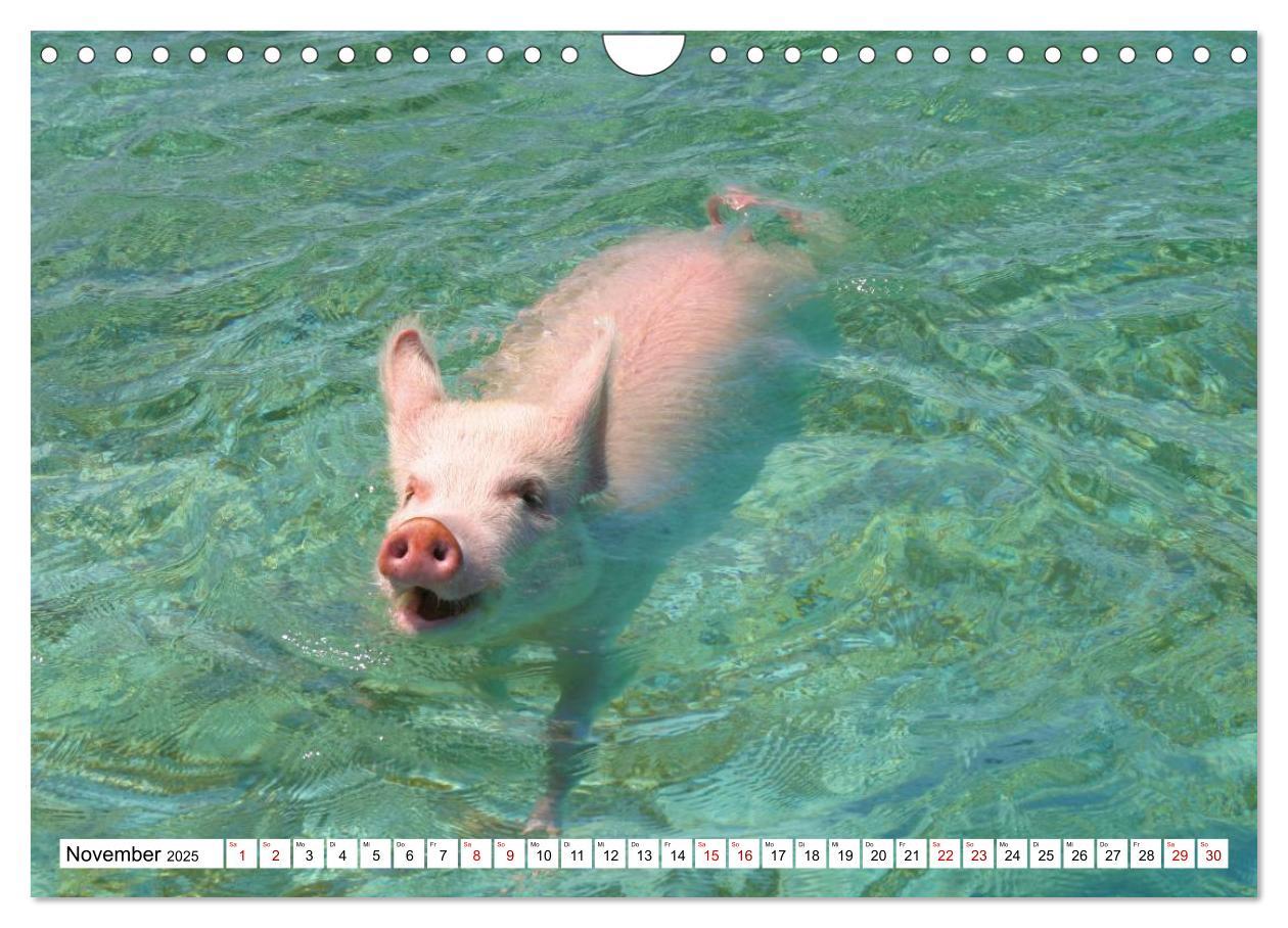 Bild: 9783435421459 | Schweine im Dauerurlaub auf den Bahamas! (Wandkalender 2025 DIN A4...