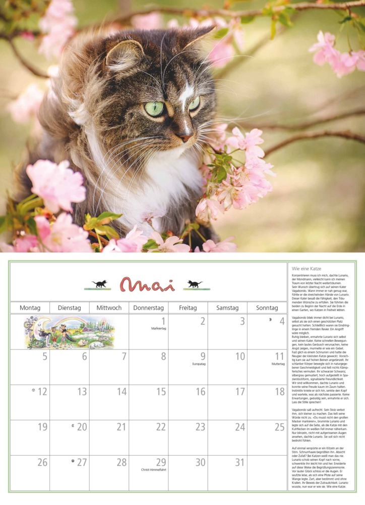 Bild: 4250809652412 | DUMONT - DUMONTS Katzenkalender 2025 Broschürenkalender, 42x29cm,...